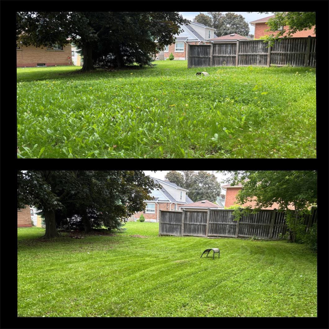 Weedy Lawn Transformation